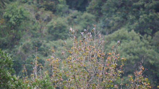 Gray Silky-flycatcher - ML197562671