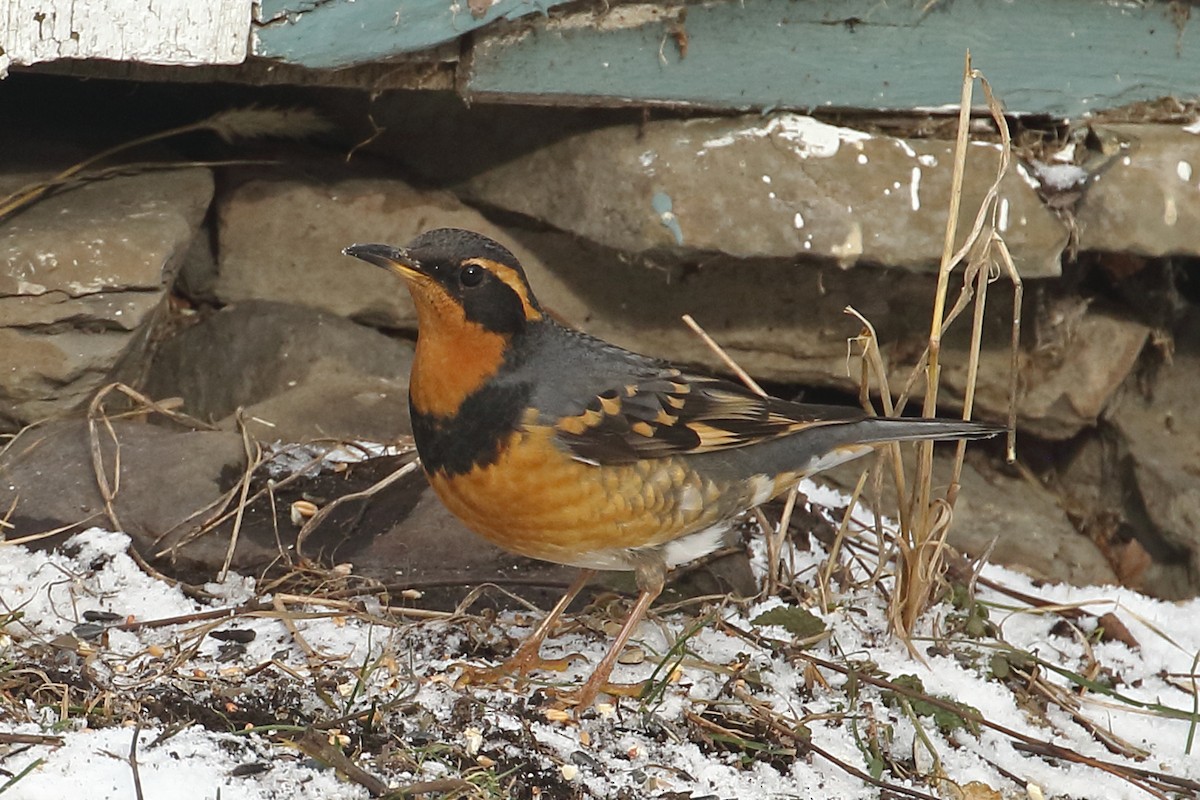 Varied Thrush - Joe Wing