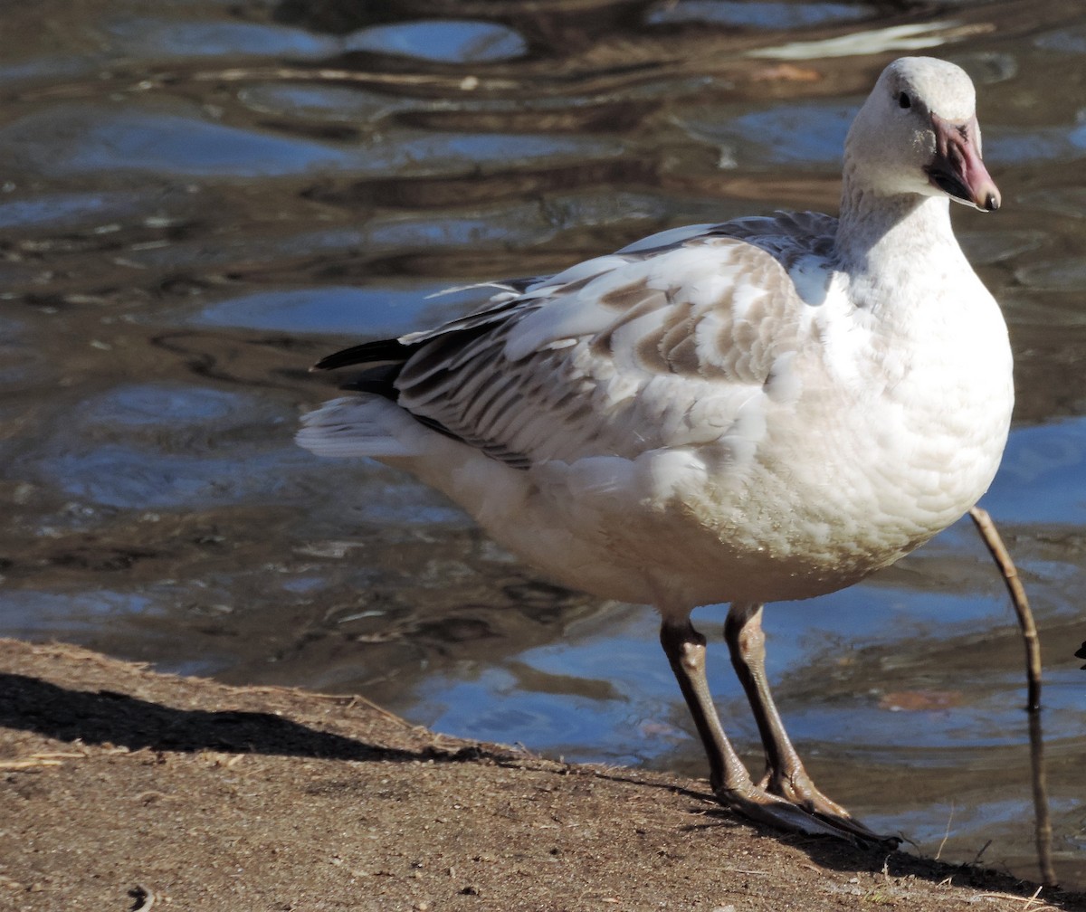 Snow Goose - ML197563191