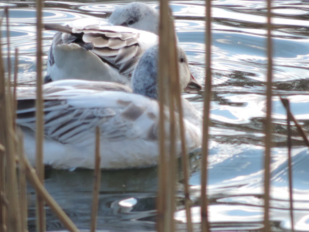 Snow Goose - ML197563271