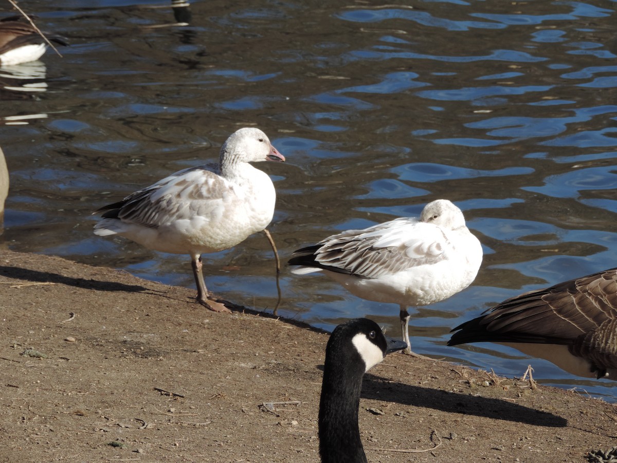 Snow Goose - ML197563281