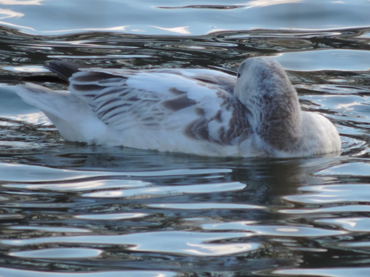 Snow Goose - ML197563291