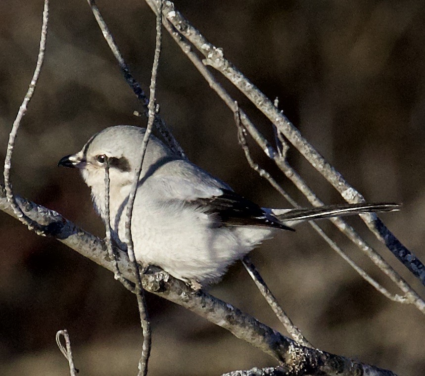 Alcaudón Boreal - ML197564071