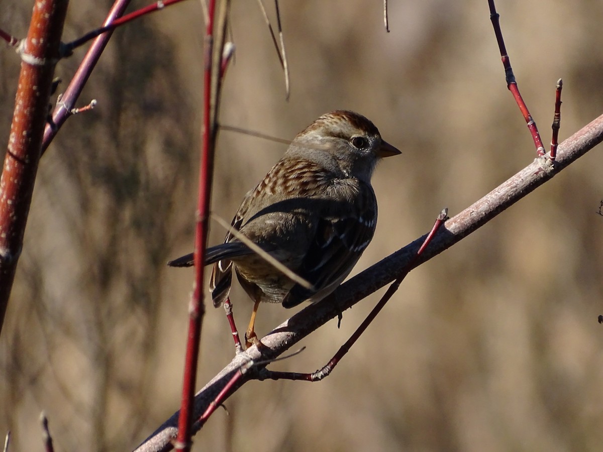 Golden-crowned Sparrow - Leticia Padilla