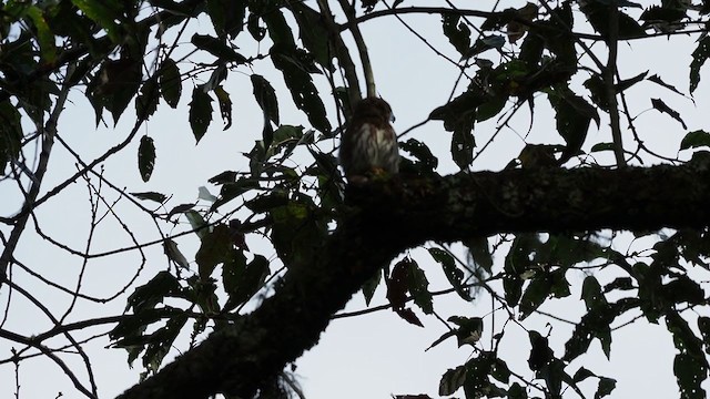 Tamaulipas Pygmy-Owl - ML197565221