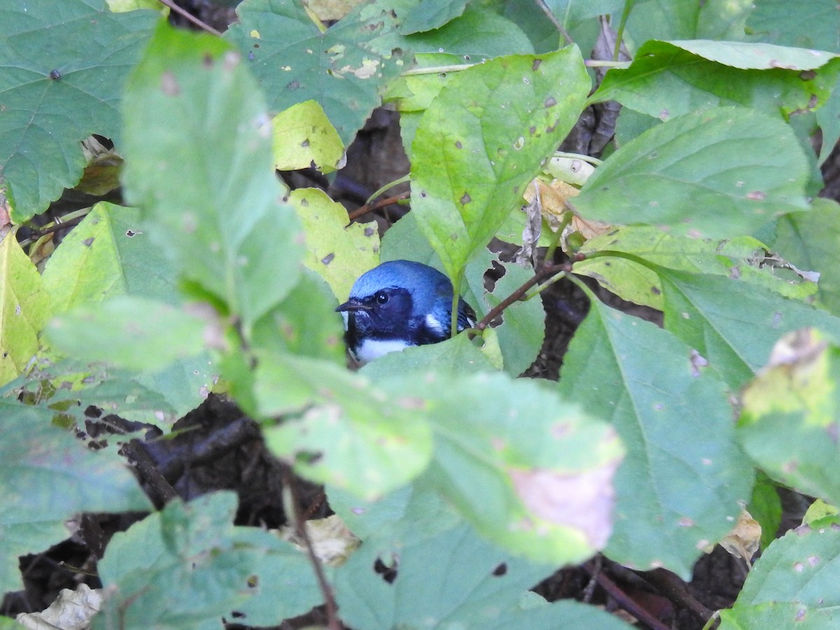 Black-throated Blue Warbler - ML197566531