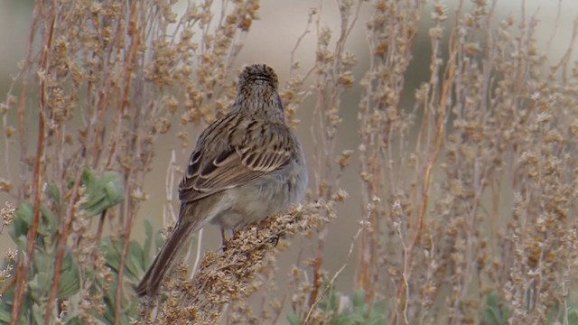 Brewer's Sparrow - ML197566551