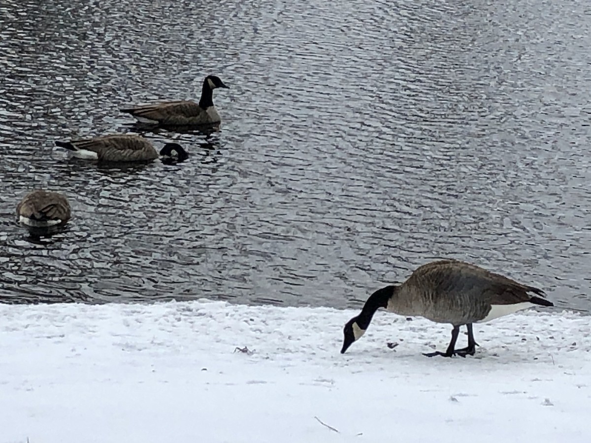 Canada Goose - Tom Shepard