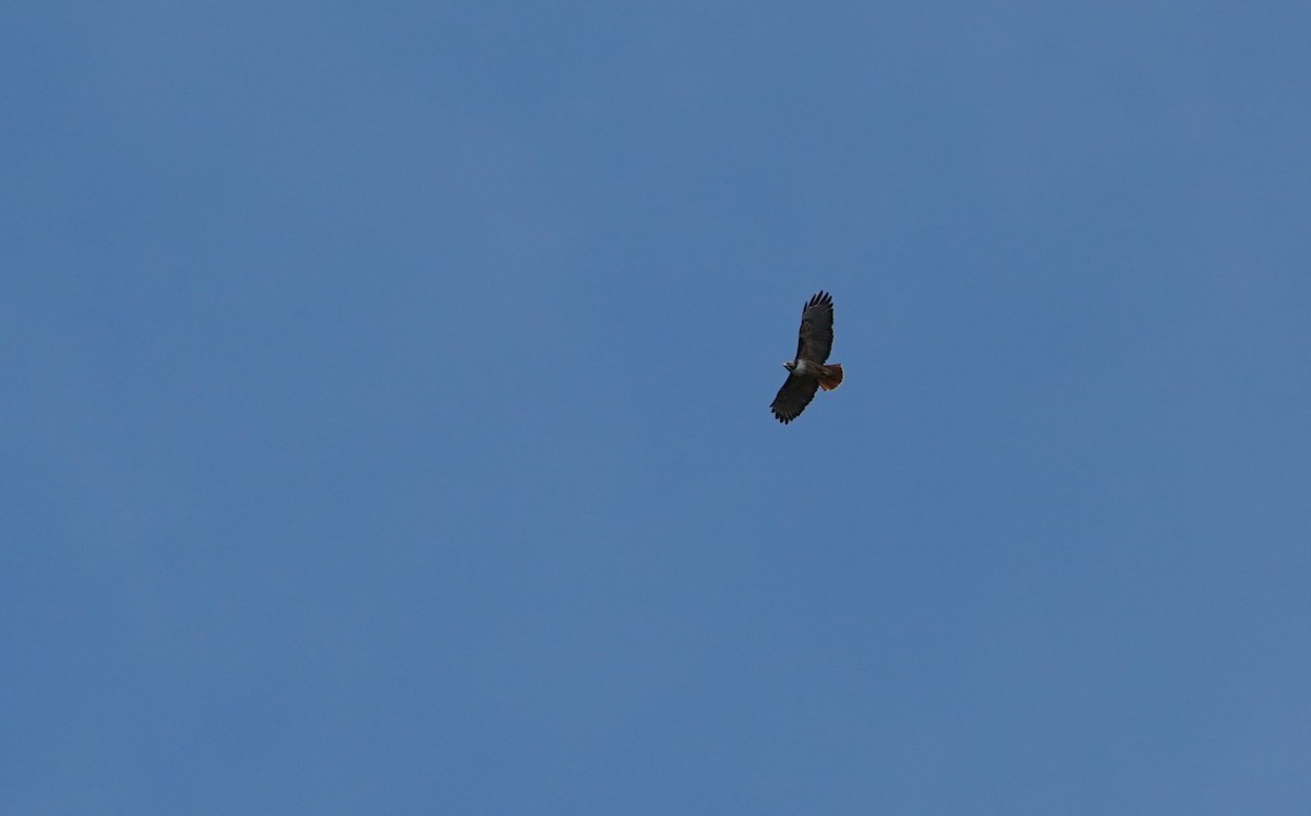 Red-tailed Hawk (costaricensis) - Sunil Thirkannad