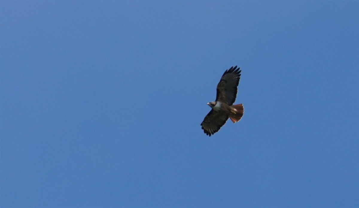 káně rudochvostá (ssp. costaricensis) - ML197568471