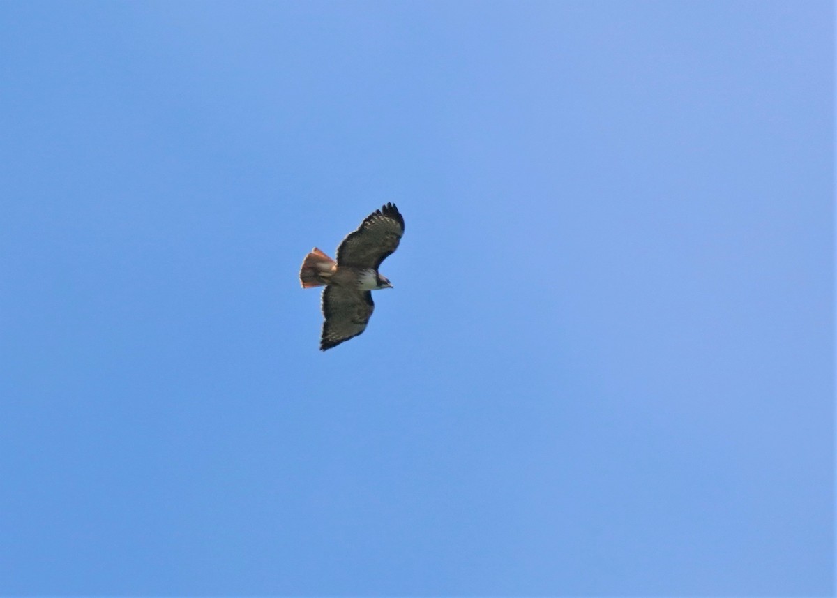 Red-tailed Hawk (costaricensis) - ML197568521