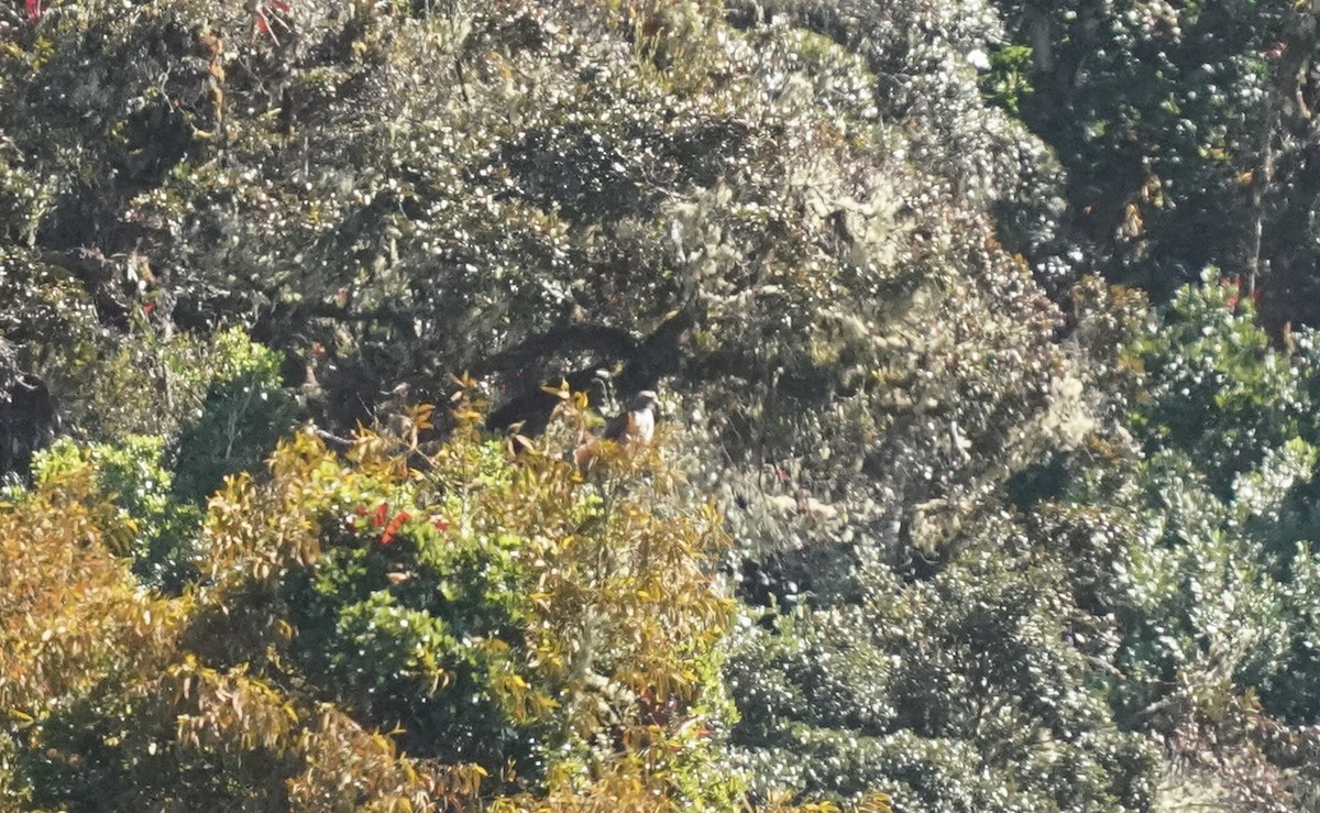 Red-tailed Hawk (costaricensis) - ML197568561