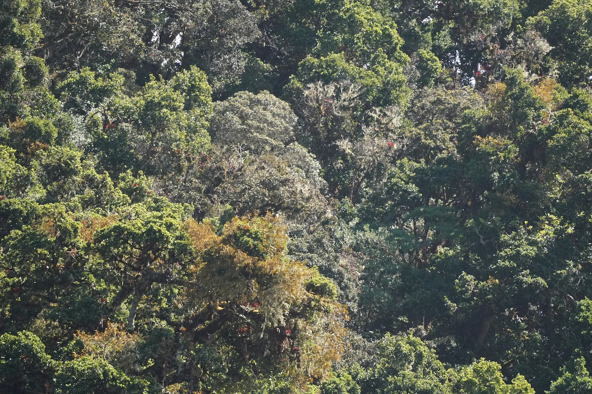 káně rudochvostá (ssp. costaricensis) - ML197568611