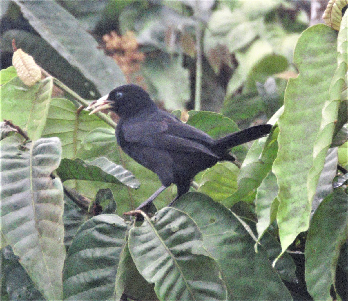 tanımsız Cacicus sp. - ML197568691