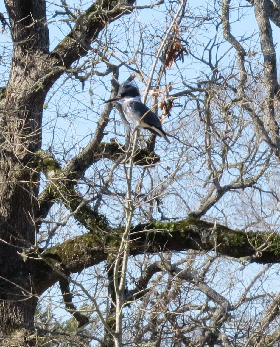 Belted Kingfisher - Jackie Girouard