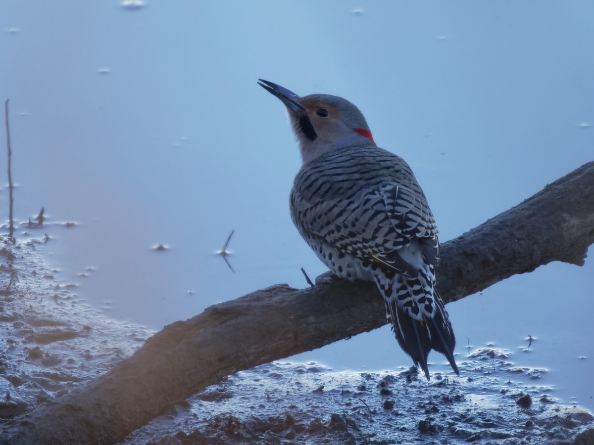 Northern Flicker (Yellow-shafted) - ML197570711