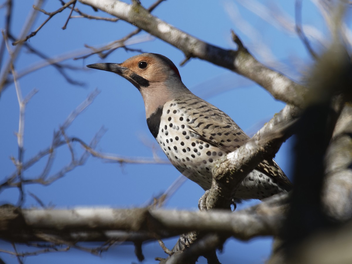 Northern Flicker (Yellow-shafted) - ML197570721