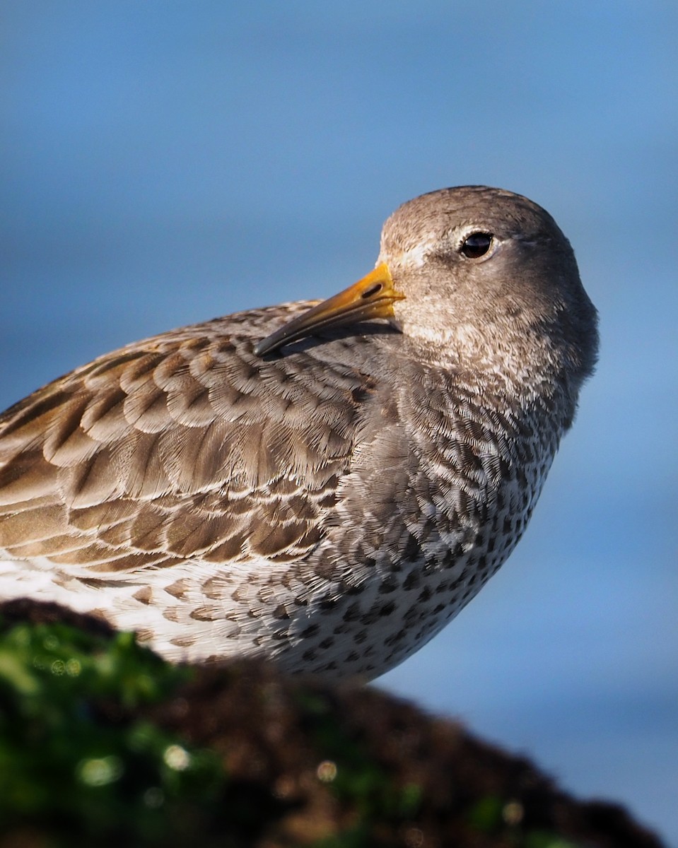 Rock Sandpiper - Tony Gentilcore