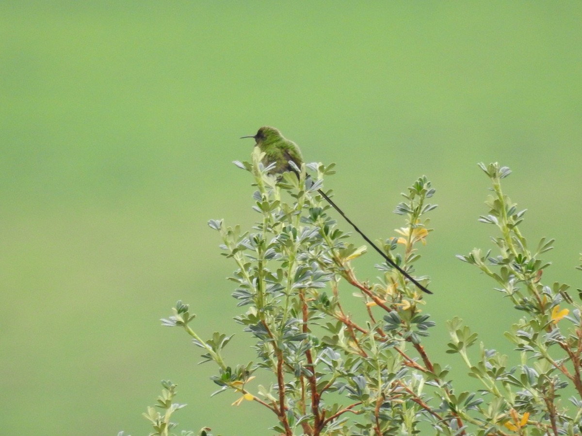 Black-tailed Trainbearer - ML197574011