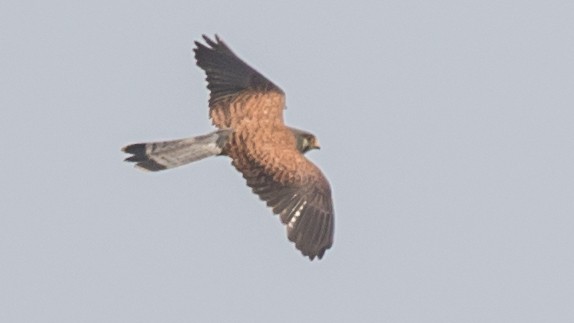 Eurasian Kestrel - ML197575531