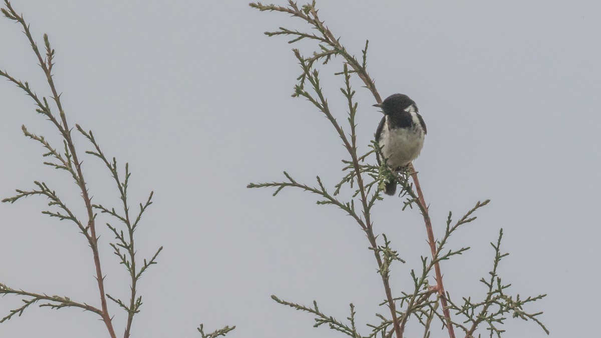 Tarabilla Africana - ML197575821