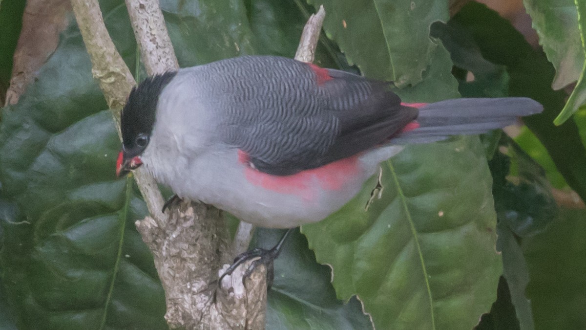 Black-crowned Waxbill - ML197576261