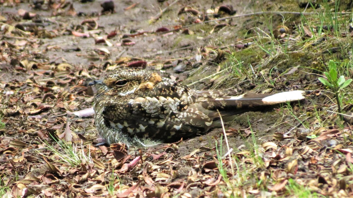 Band-winged Nightjar - ML197576901