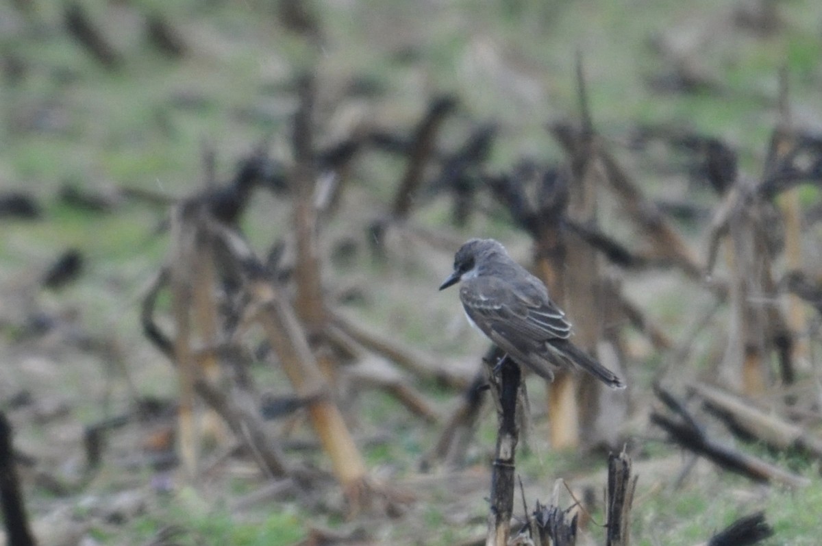 Gray Kingbird - ML197576981