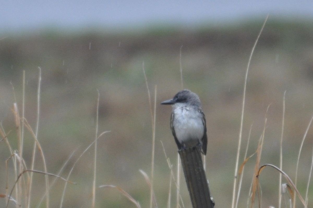 Gray Kingbird - James Fox