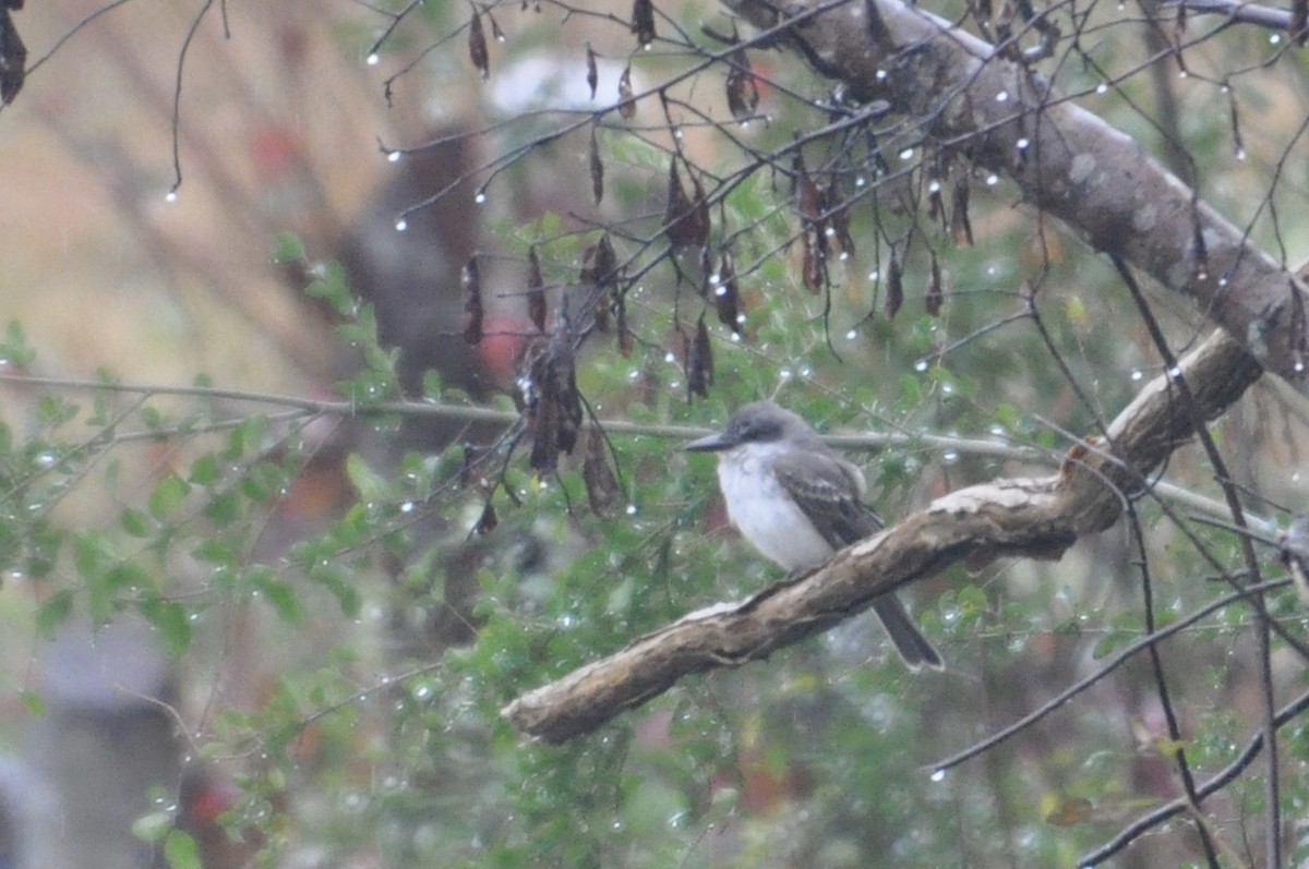 Gray Kingbird - ML197577001