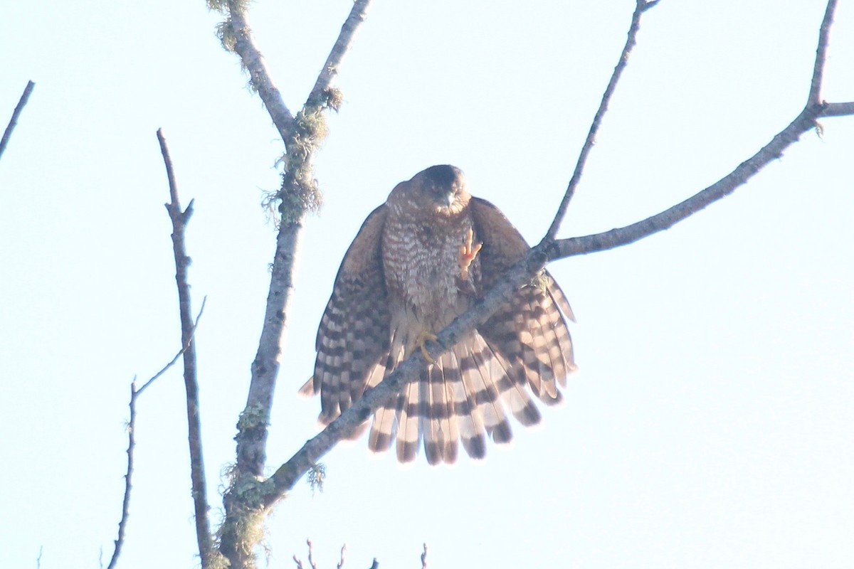 eBird Checklist - 4 Jan 2020 - Arcata Marsh--Butcher Slough log pond ...