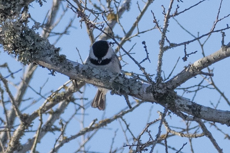 Carolina Chickadee - ML197578031