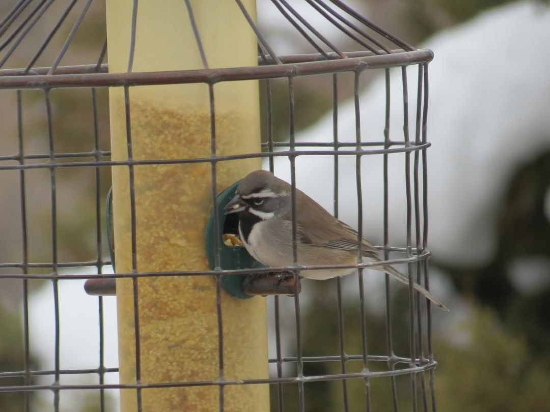 Black-throated Sparrow - ML197578521