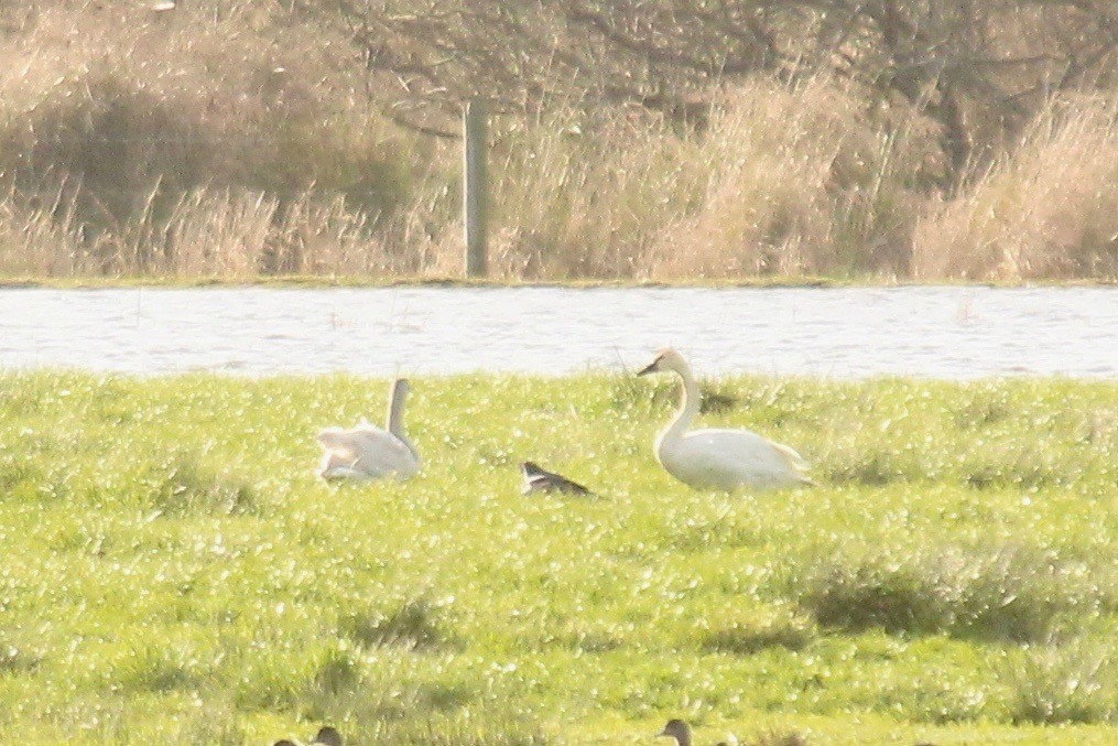 Cygne siffleur - ML197578721