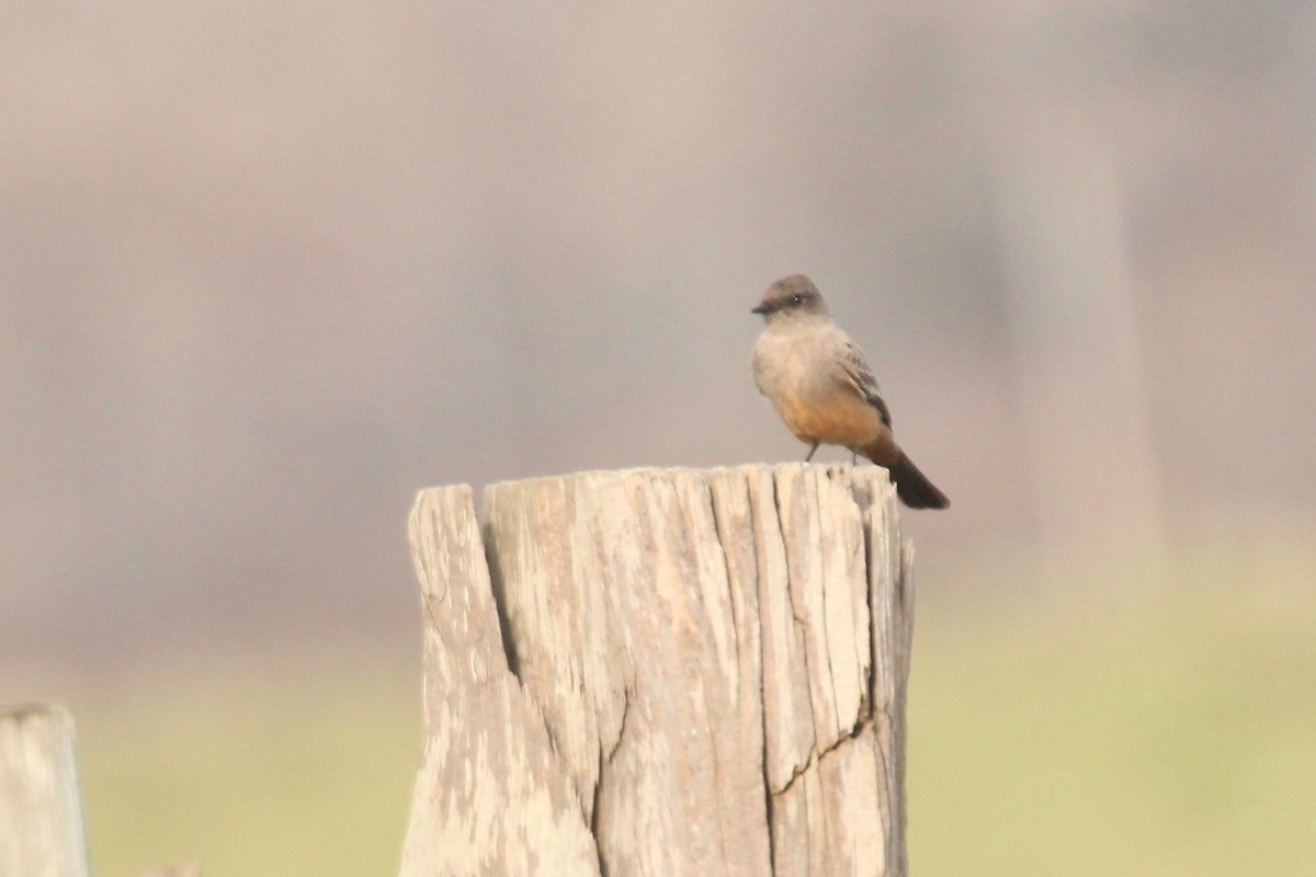 Say's Phoebe - Oscar Moss