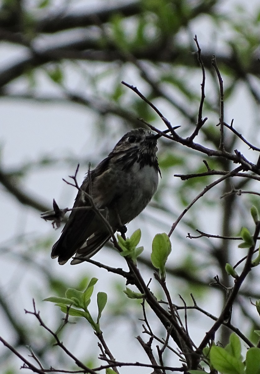 Calliope Hummingbird - ML197579921