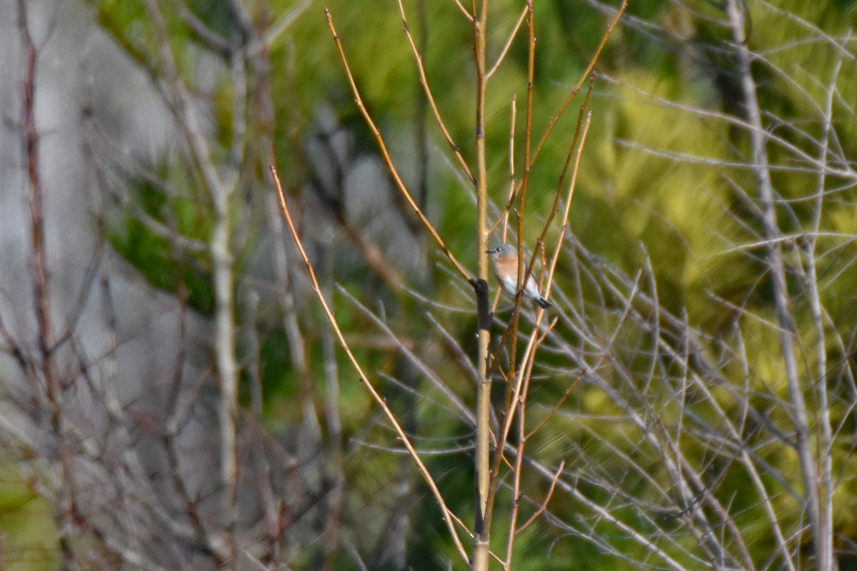 Eastern Bluebird - ML197580981