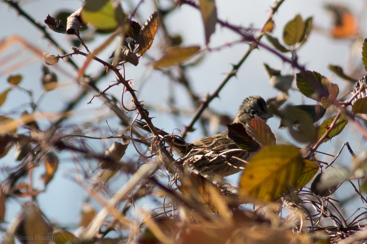 Lincoln's Sparrow - ML197581011