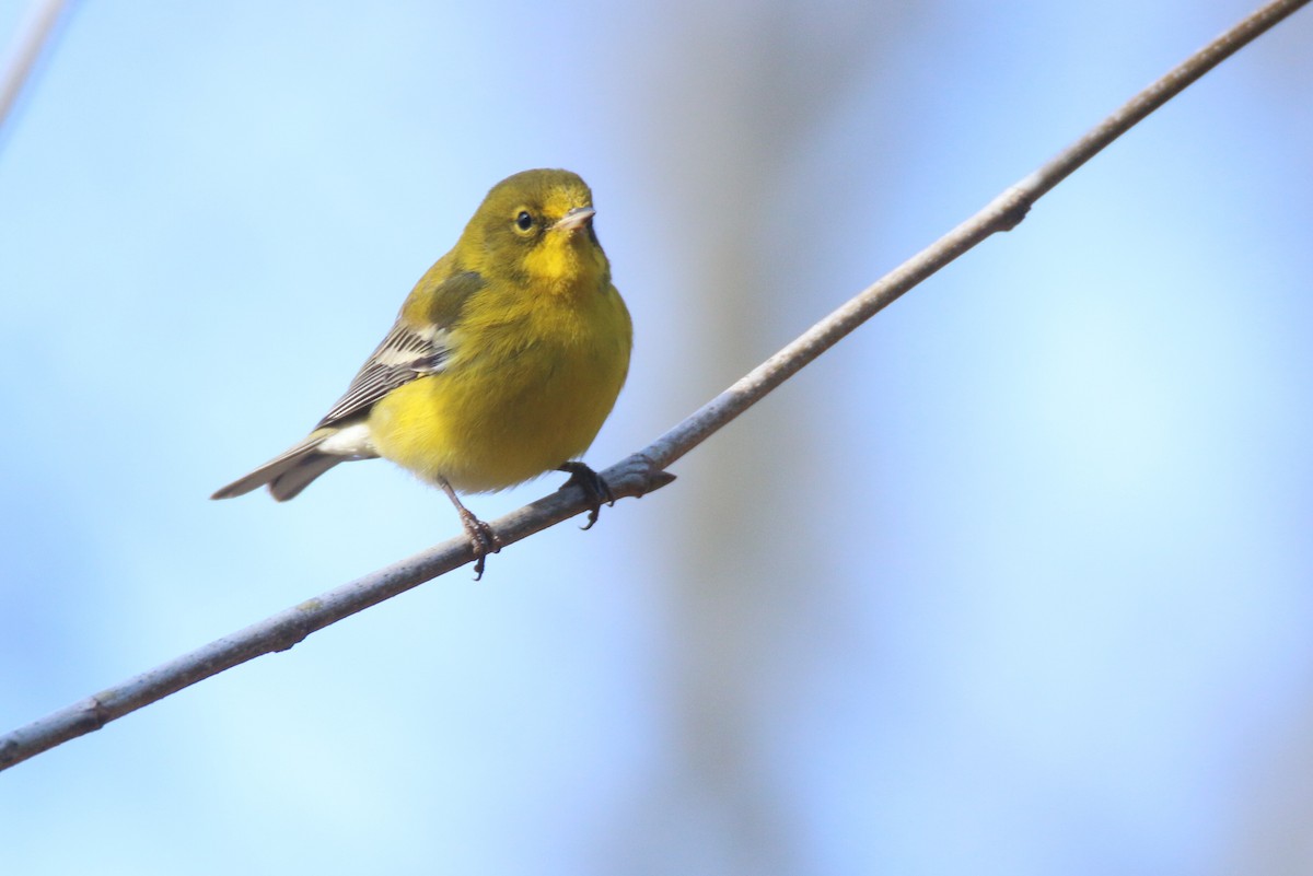 Pine Warbler - ML197582401