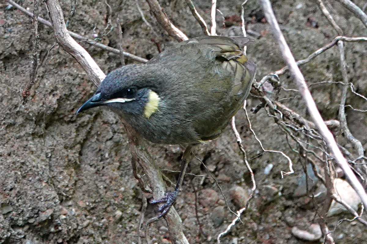 Lewin's Honeyeater - ML197582441