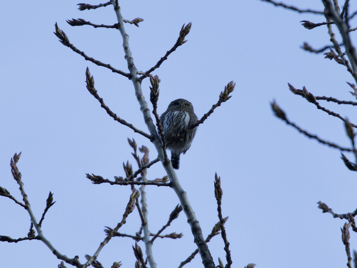Northern Pygmy-Owl - ML197584191