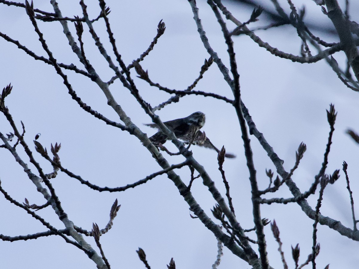 Northern Pygmy-Owl - ML197584211