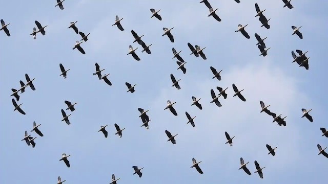 אווזון קטן - ML197585301