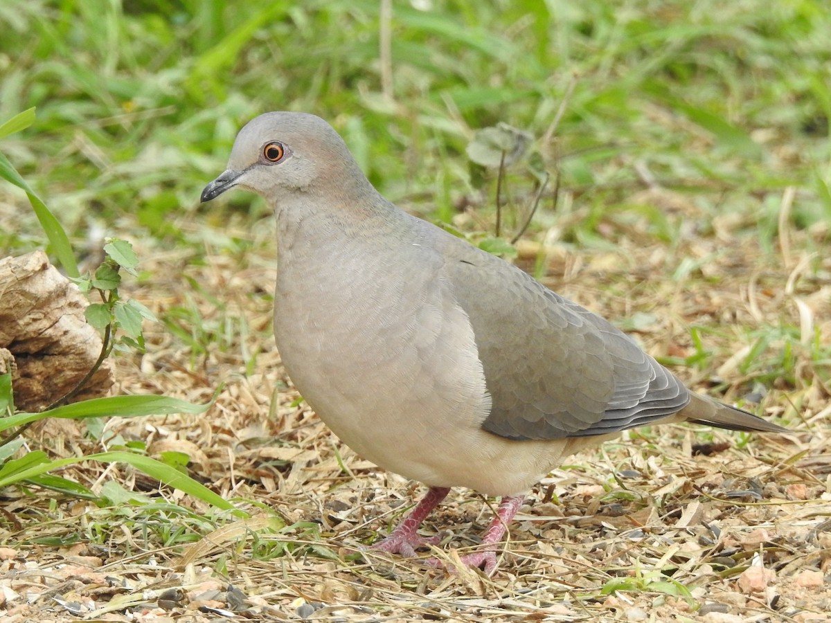 White-tipped Dove - Riley Walsh