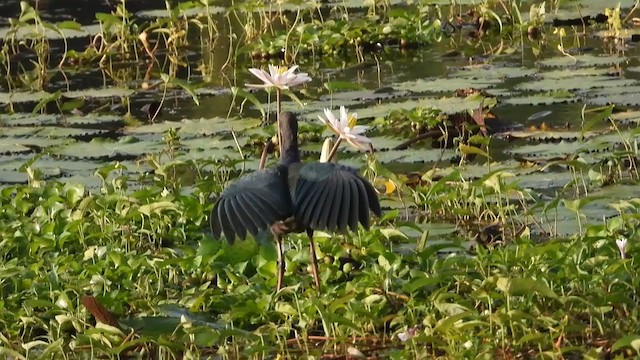 Gray-headed Swamphen - ML197587751