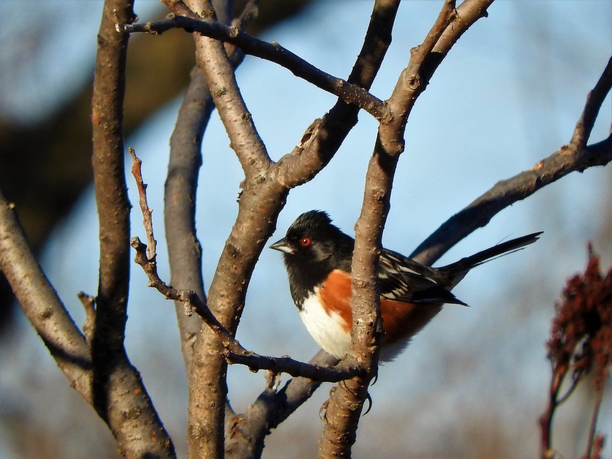 Spotted Towhee - ML197587991