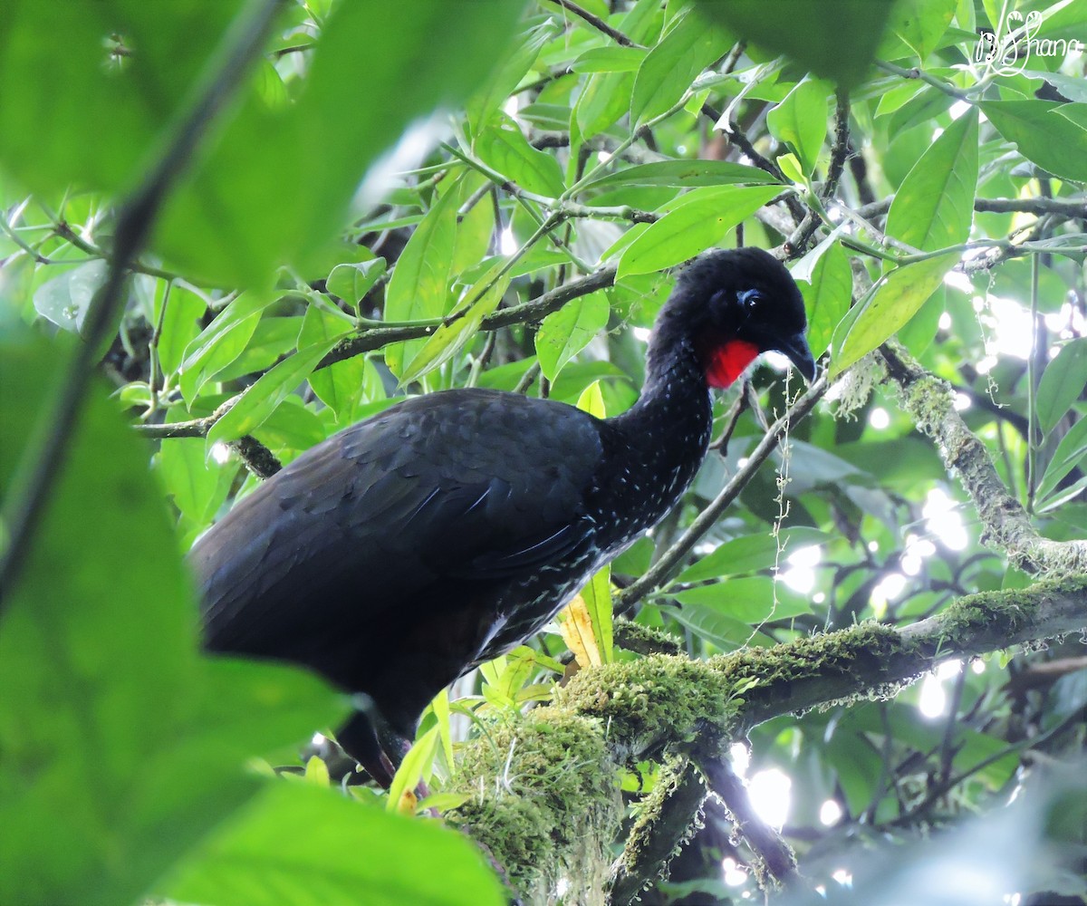 Crested Guan - ML197589301