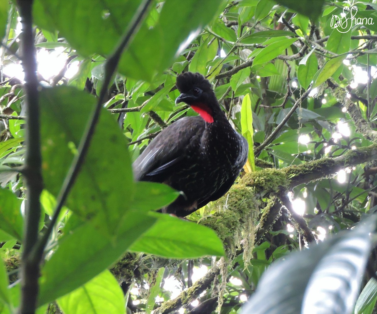 Crested Guan - ML197589361