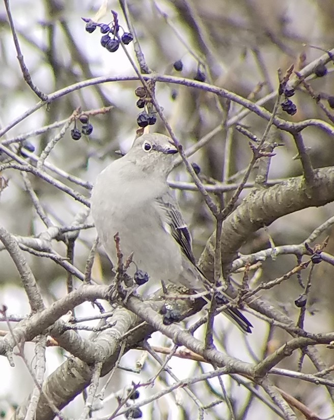 Townsend's Solitaire - ML197589701