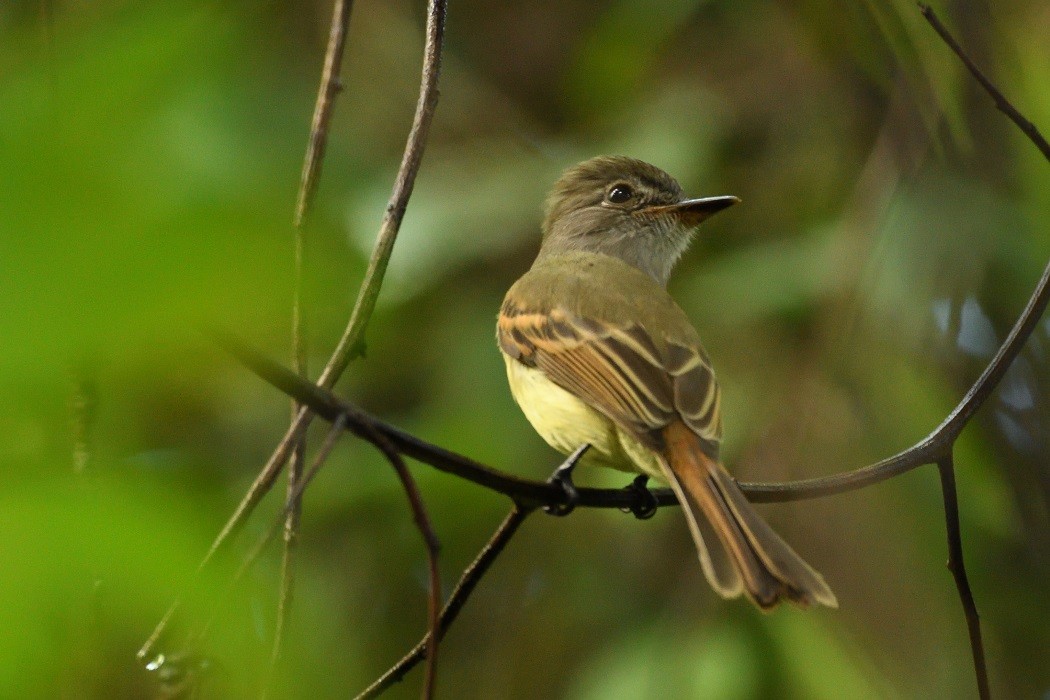 Flammulated Flycatcher - ML197589861